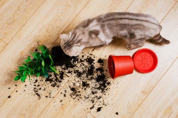 Consejos para evitar envenenamientos de mascotas en casa