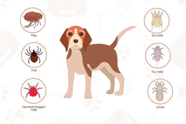 Tratamiento de parásitos en nuestras mascotas
