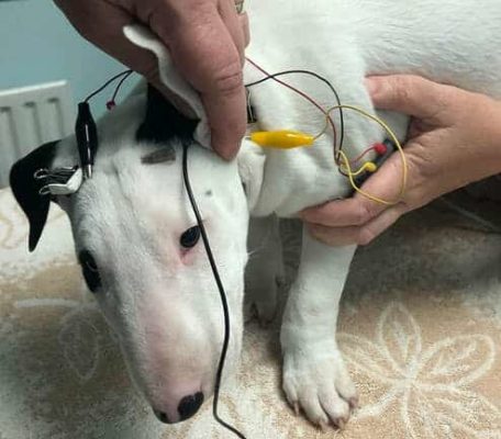 Test BAER para detectar la sordera en el perro